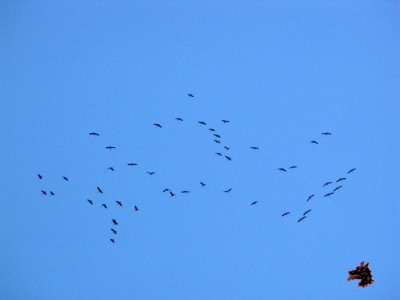 Grues au dessus de Pau
