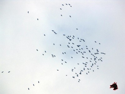 Grues au dessus de Pau