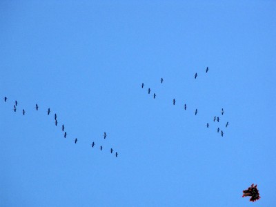 Grues au dessus de Pau